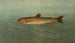 La Truite des montagnes Rocheuses Salmo mykiss - John L. Petrie — visning af kunstværket