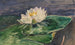 Nénuphar - John La Farge — visning af kunstværket