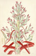Collectanea botanica Pl01 - John Lindley — visning af kunstværket