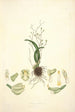 Collectanea botanica Pl02 - John Lindley — visning af kunstværket