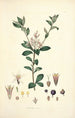 Collectanea botanica Pl03 - John Lindley — visning af kunstværket