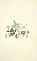 Collectanea botanica Pl04 - John Lindley — visning af kunstværket