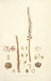 Collectanea botanica Pl05 - John Lindley — visning af kunstværket