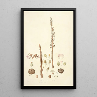 John Lindley - Collectanea botanica Pl05.webp