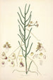 Collectanea botanica Pl06 - John Lindley — visning af kunstværket
