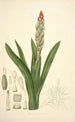 Collectanea botanica Pl08 - John Lindley — visning af kunstværket