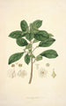 Collectanea botanica Pl09 - John Lindley — visning af kunstværket