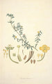 Collectanea botanica Pl10 - John Lindley — visning af kunstværket