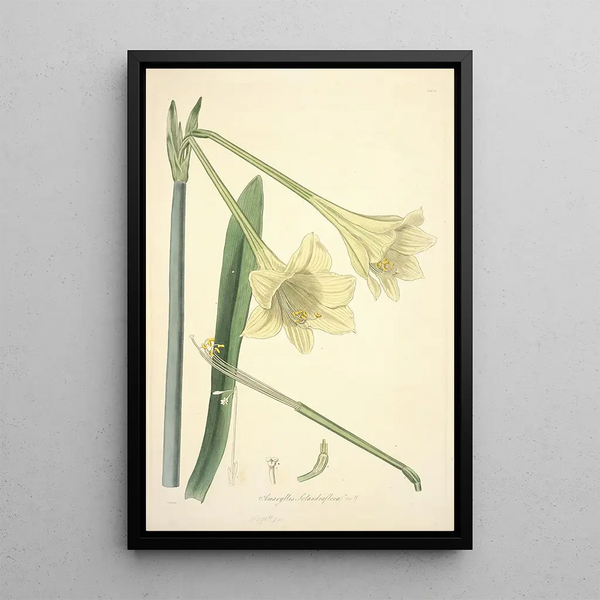 John Lindley - Collectanea botanica Pl11.webp