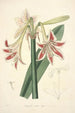 Collectanea botanica Pl12 - John Lindley — visning af kunstværket
