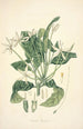 Collectanea botanica Pl13 - John Lindley — visning af kunstværket