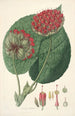 Collectanea botanica Pl14 - John Lindley — visning af kunstværket