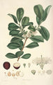 Collectanea botanica Pl16 - John Lindley — visning af kunstværket