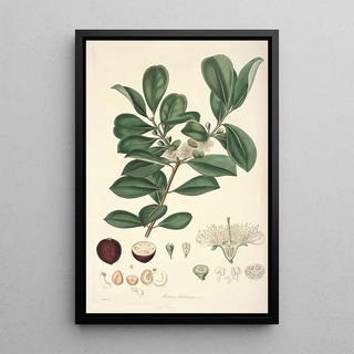 John Lindley - Collectanea botanica Pl16.webp