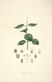 Collectanea botanica Pl17 - John Lindley — visning af kunstværket