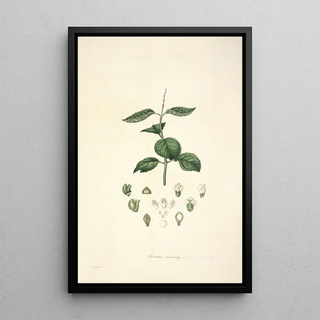 John Lindley - Collectanea botanica Pl17.webp
