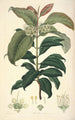 Collectanea botanica Pl18 - John Lindley — visning af kunstværket