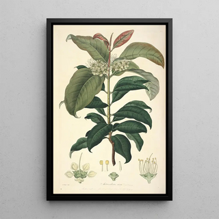 John Lindley - Collectanea botanica Pl18.webp