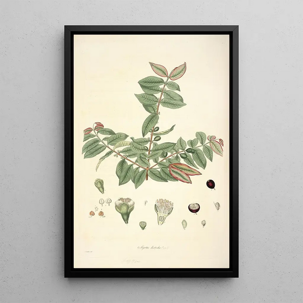 John Lindley - Collectanea botanica Pl19.webp