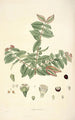Collectanea botanica Pl19 - John Lindley — visning af kunstværket