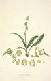 Collectanea botanica Pl20 - John Lindley — visning af kunstværket