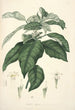 Collectanea botanica Pl21 - John Lindley — visning af kunstværket