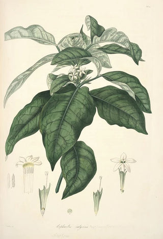 John Lindley - Collectanea botanica Pl21.webp