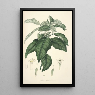 John Lindley - Collectanea botanica Pl21.webp