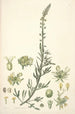 Collectanea botanica Pl22 - John Lindley — visning af kunstværket