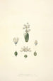 Collectanea botanica Pl24 - John Lindley — visning af kunstværket