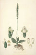 Collectanea botanica Pl25 - John Lindley — visning af kunstværket