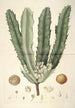Collectanea botanica Pl26 - John Lindley — visning af kunstværket