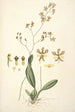 Collectanea botanica Pl27 - John Lindley — visning af kunstværket