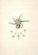 Collectanea botanica Pl28 - John Lindley — visning af kunstværket