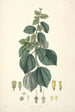 Collectanea botanica Pl29 - John Lindley — visning af kunstværket
