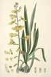 Collectanea botanica Pl31 - John Lindley — visning af kunstværket