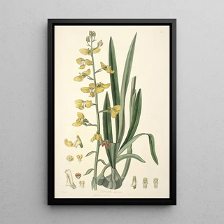 John Lindley - Collectanea botanica Pl31.webp