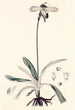 Collectanea botanica Pl32 - John Lindley — visning af kunstværket