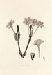 Collectanea botanica Pl34 - John Lindley — visning af kunstværket