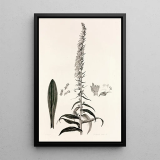 John Lindley - Collectanea botanica Pl35.webp