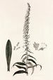 Collectanea botanica Pl35 - John Lindley — visning af kunstværket