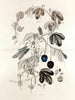 Collectanea botanica Pl. 36 - John Lindley — visning af kunstværket