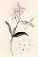 Collectanea botanica Pl37 - John Lindley — visning af kunstværket