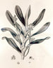 Collectanea botanica Pl. 38 - John Lindley — visning af kunstværket
