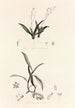 Collectanea botanica Pl39 - John Lindley — visning af kunstværket