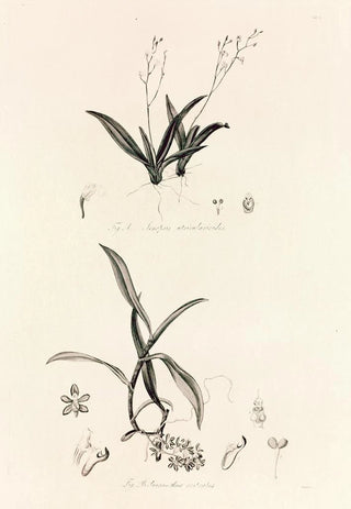 John Lindley - Collectanea botanica Pl39.webp