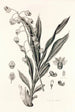 Collectanea botanica Pl40 - John Lindley — visning af kunstværket
