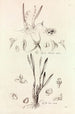 Collectanea botanica Pl41 - John Lindley — visning af kunstværket