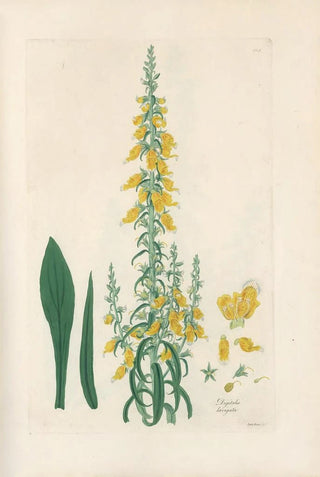 John Lindley - Digitalium monographia Pl10.webp