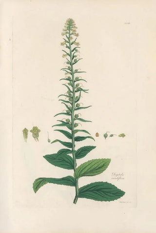 John Lindley - Digitalium monographia Pl18.webp